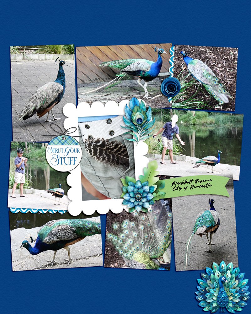 peacock