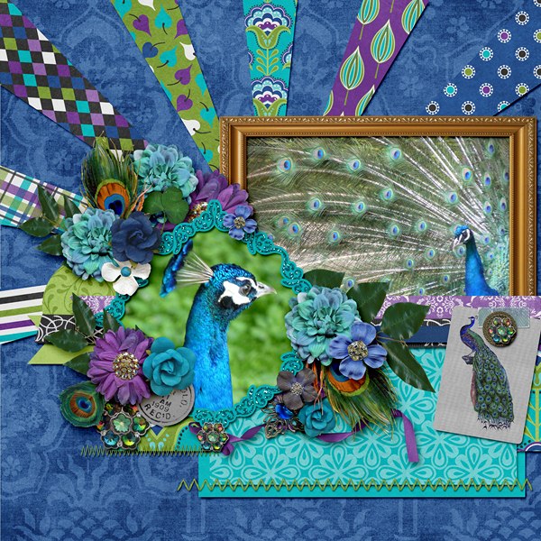 peacock1