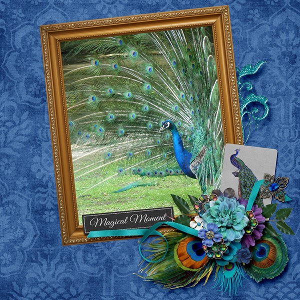 peacock2