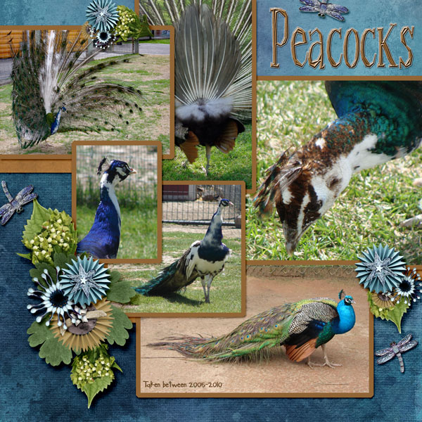 Peacock_small