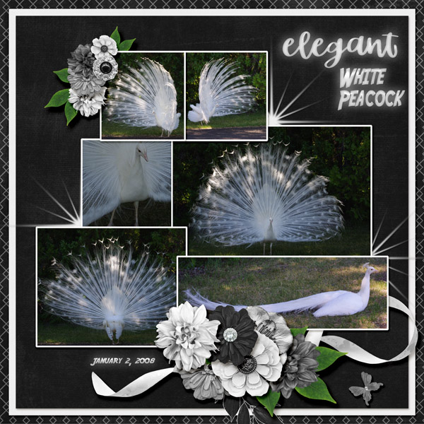 Peacock_white_small