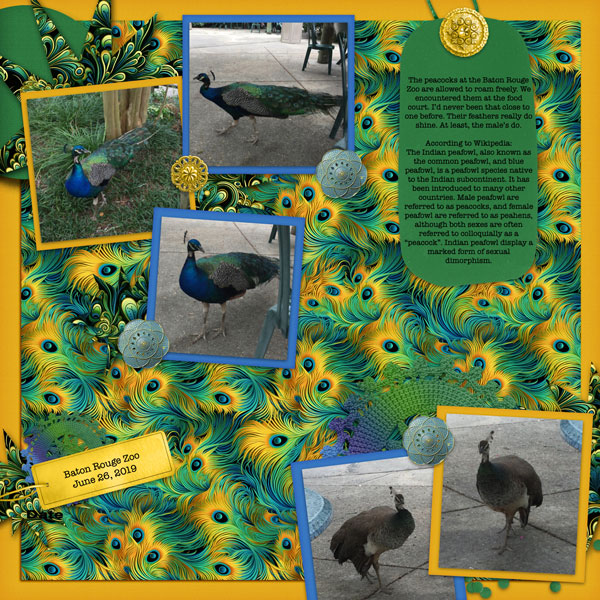 Peacocks at the Baton Rouge Zoo