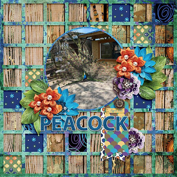 Peacocks-web.jpg