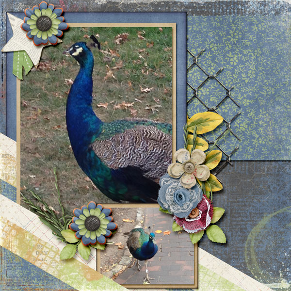 Peacocks