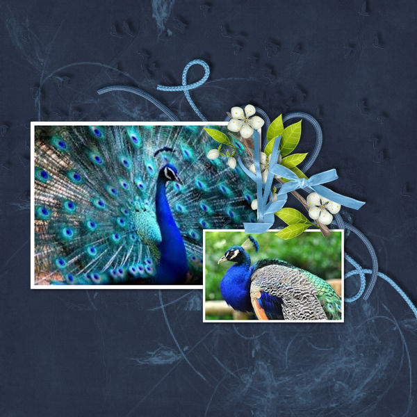 Peacocks