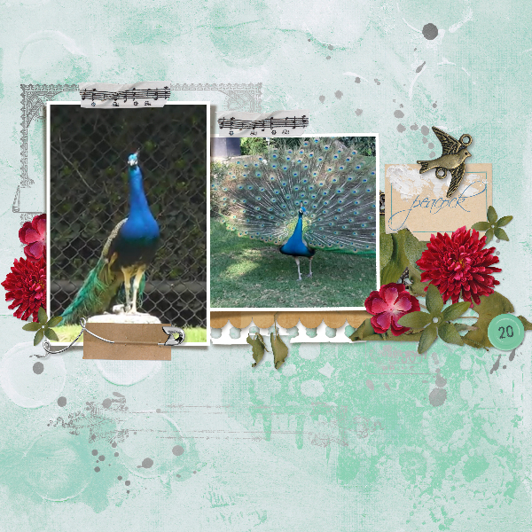 Peacocks