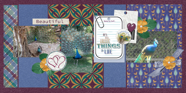 peacocks3
