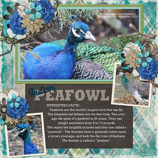 Peafowl