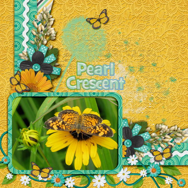 Pearl Crescent Butterfly