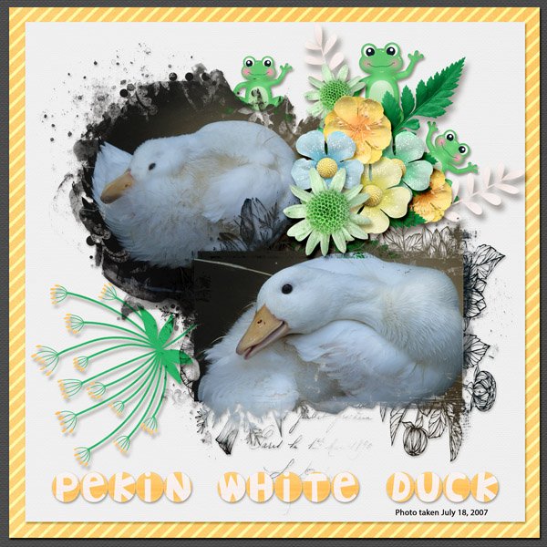 Pekin White Duck small.jpg