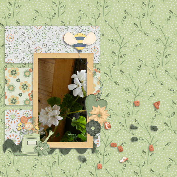 Pelargonium