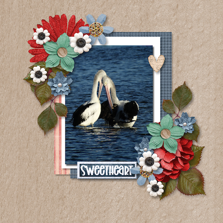 Pelican Love