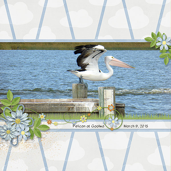 Pelican