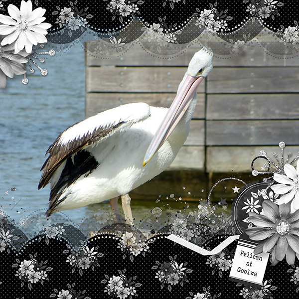 Pelican