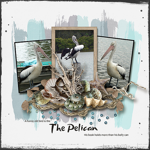 Pelican
