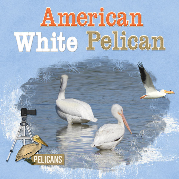 Pelican_small