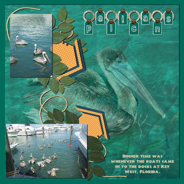Pelicans