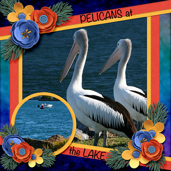 Pelicans