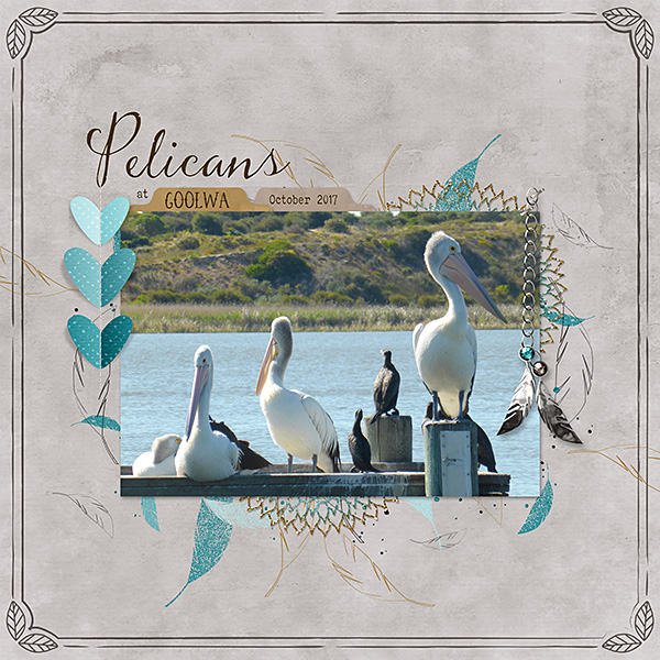 Pelicans