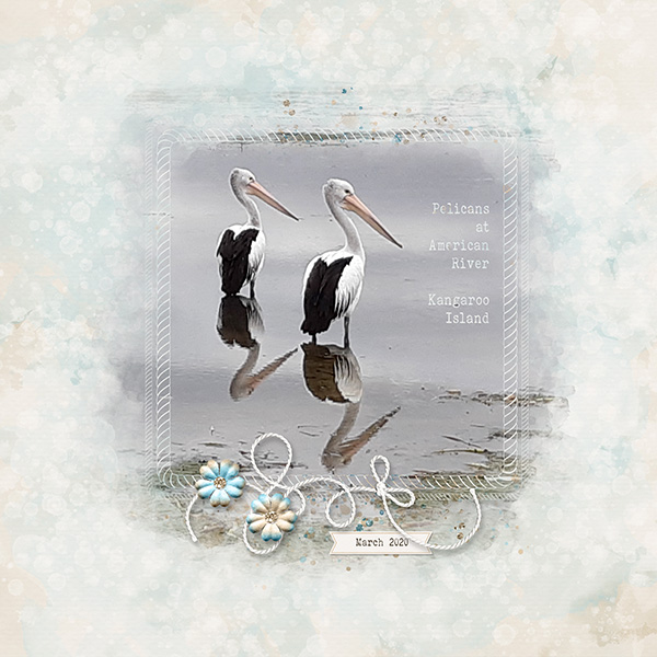 Pelicans