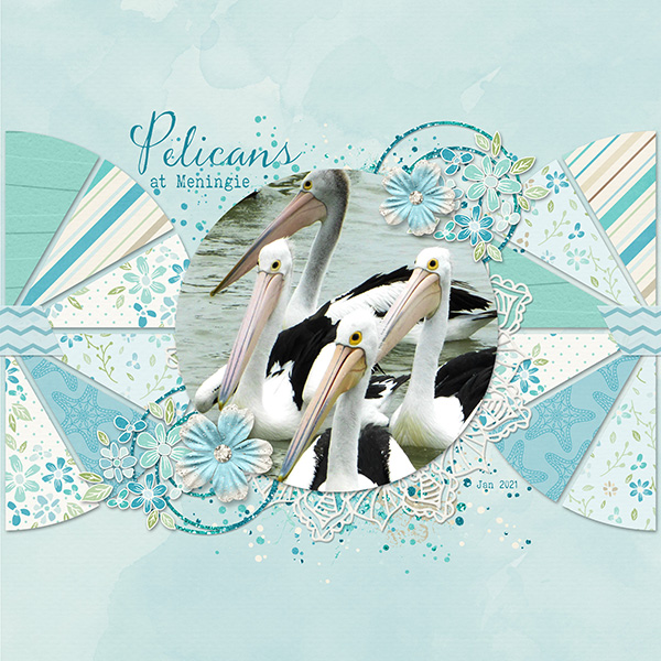 Pelicans