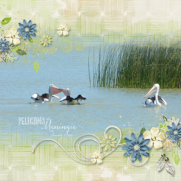 Pelicans