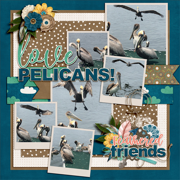 Pelicans