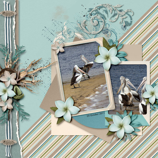 Pelicans