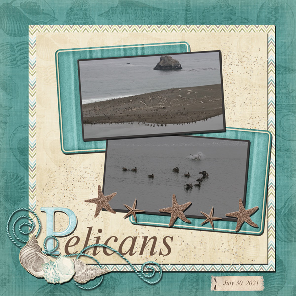 Pelicans