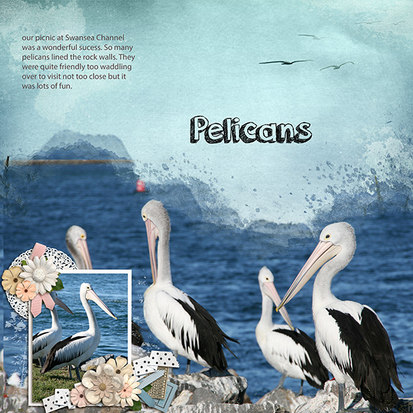 Pelicans
