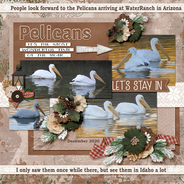 Pelicans_cozy