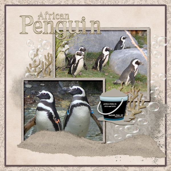 Penquin_African_Penquin_small