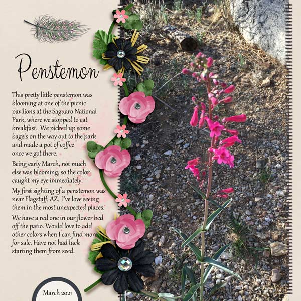 Penstemon