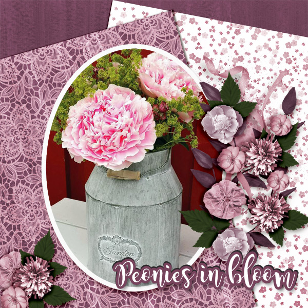 Peonies-in-bloom