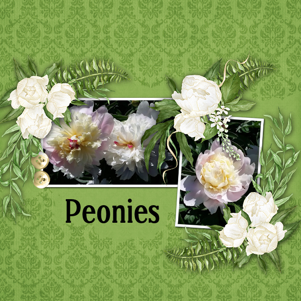 Peonies
