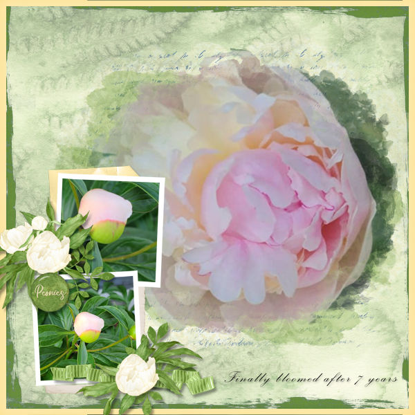 Peonies