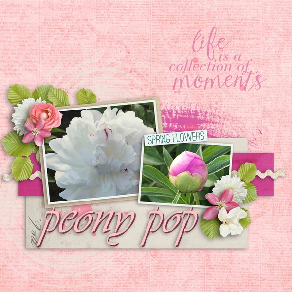 peony pop