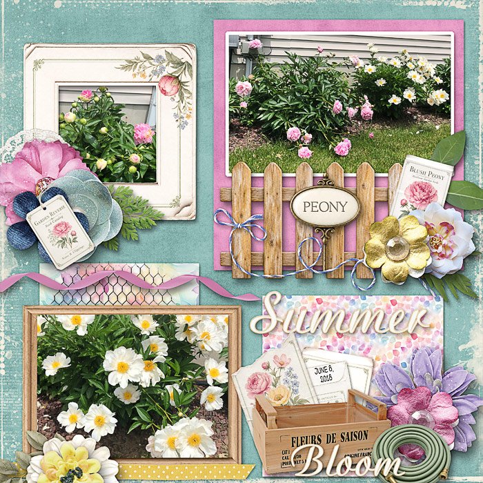 Peony Varieties