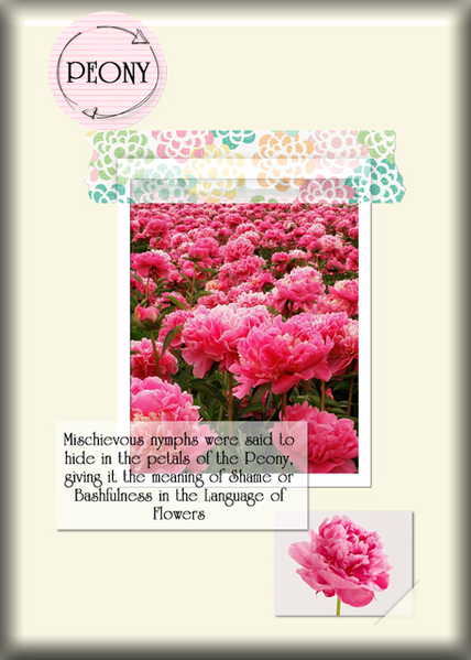 Peony