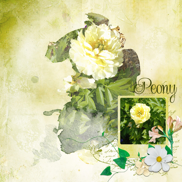 Peony