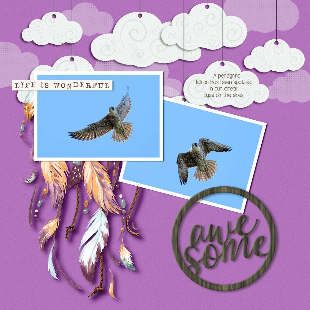 peregrine-final.jpg