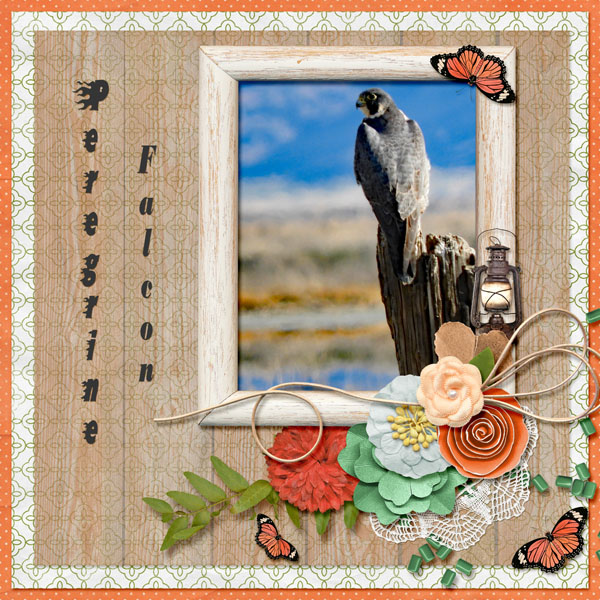Peregrine_Falcon_small