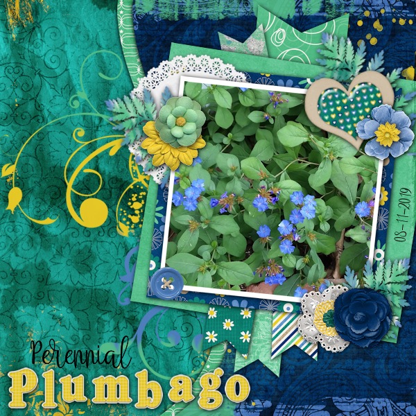 Perennial Plumbago