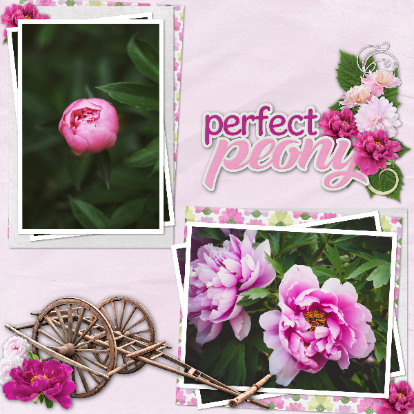 Perfect_peony