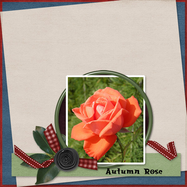 Perfect_Rose
