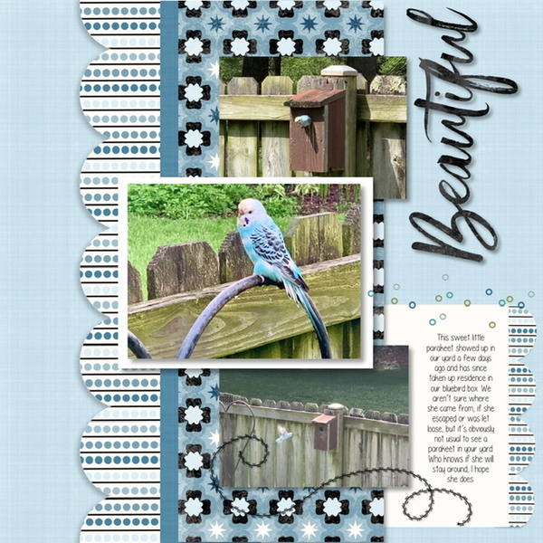 Periwinkle the Parakeet {Part 1}