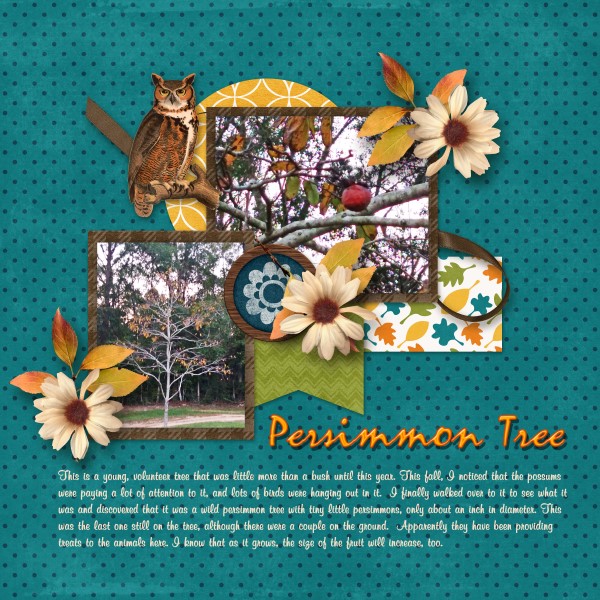 Persimmon Tree