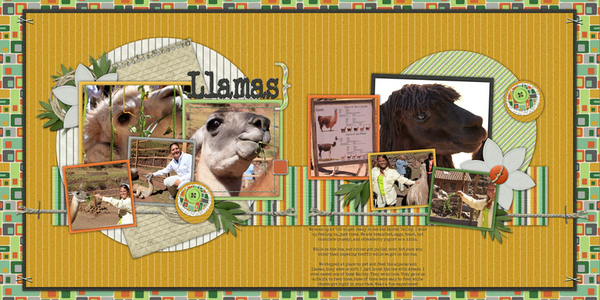 Peru - Llamas