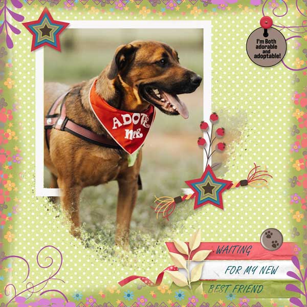 pet-adoption-2-adrienne-ske.jpg
