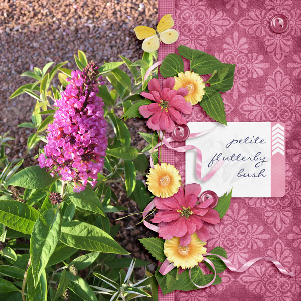 Petite Flutterby bush